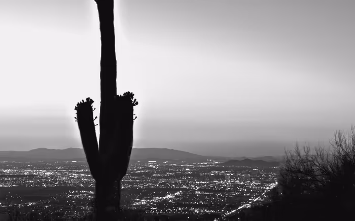 Saguaro cactus against the Phoenix valley at sunset.